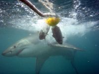 White Shark Diving