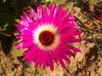 Flowers in Namaqualand
